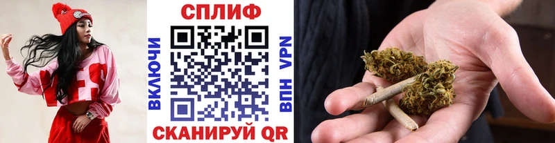 Конопля гибрид  Асино 